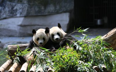 Discover Chongqing: Your Ultimate Hotel Guide for 2025