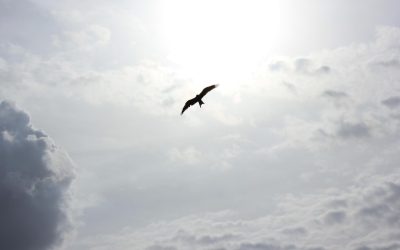 Embrace Your Authentic Self: A Journey