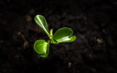 Mastering YouTube Growth: Your 2025 Guide to More Subscribers & Views