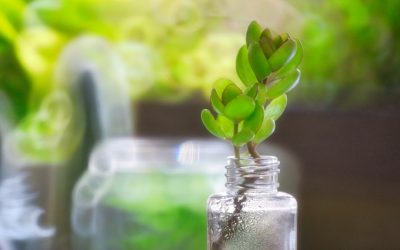 Sustainable Living: Practical Steps for a Greener Future